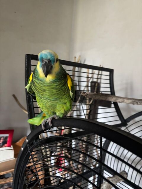 Perroquet 900 64360 Monein