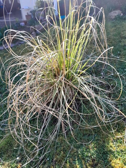 PLANTE PAMPA 13 Villers-l�s-Nancy (54)