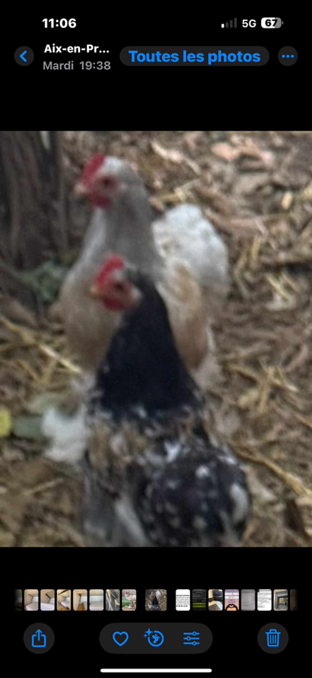   Coq  