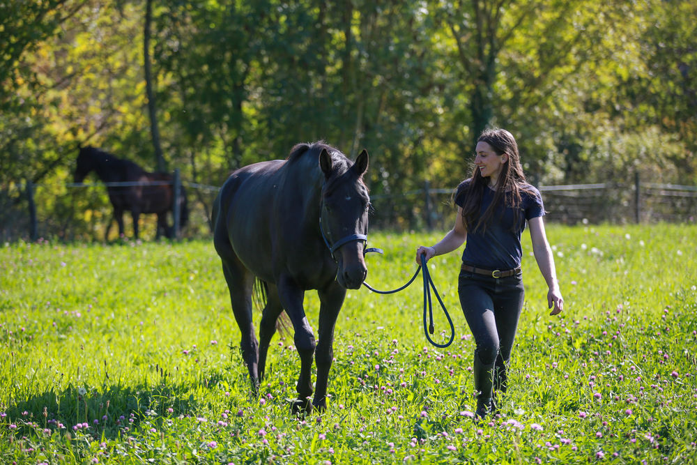   DP hongre 5 ans SF polyvalent 