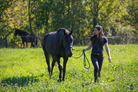 DP hongre 5 ans SF polyvalent 150 38160 Saint-antoine-l'abbaye