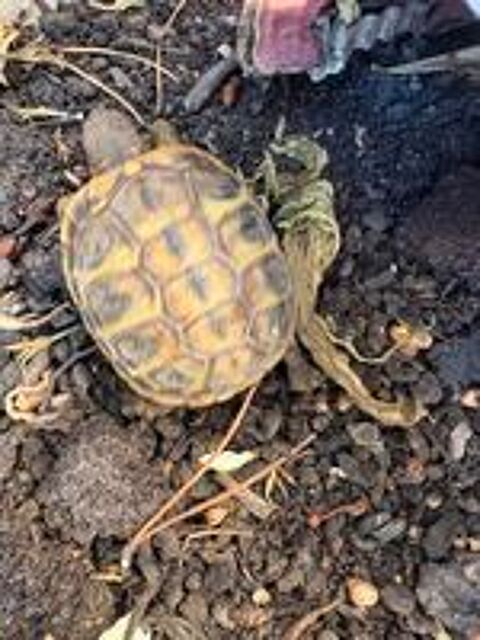   Tortue de terre 