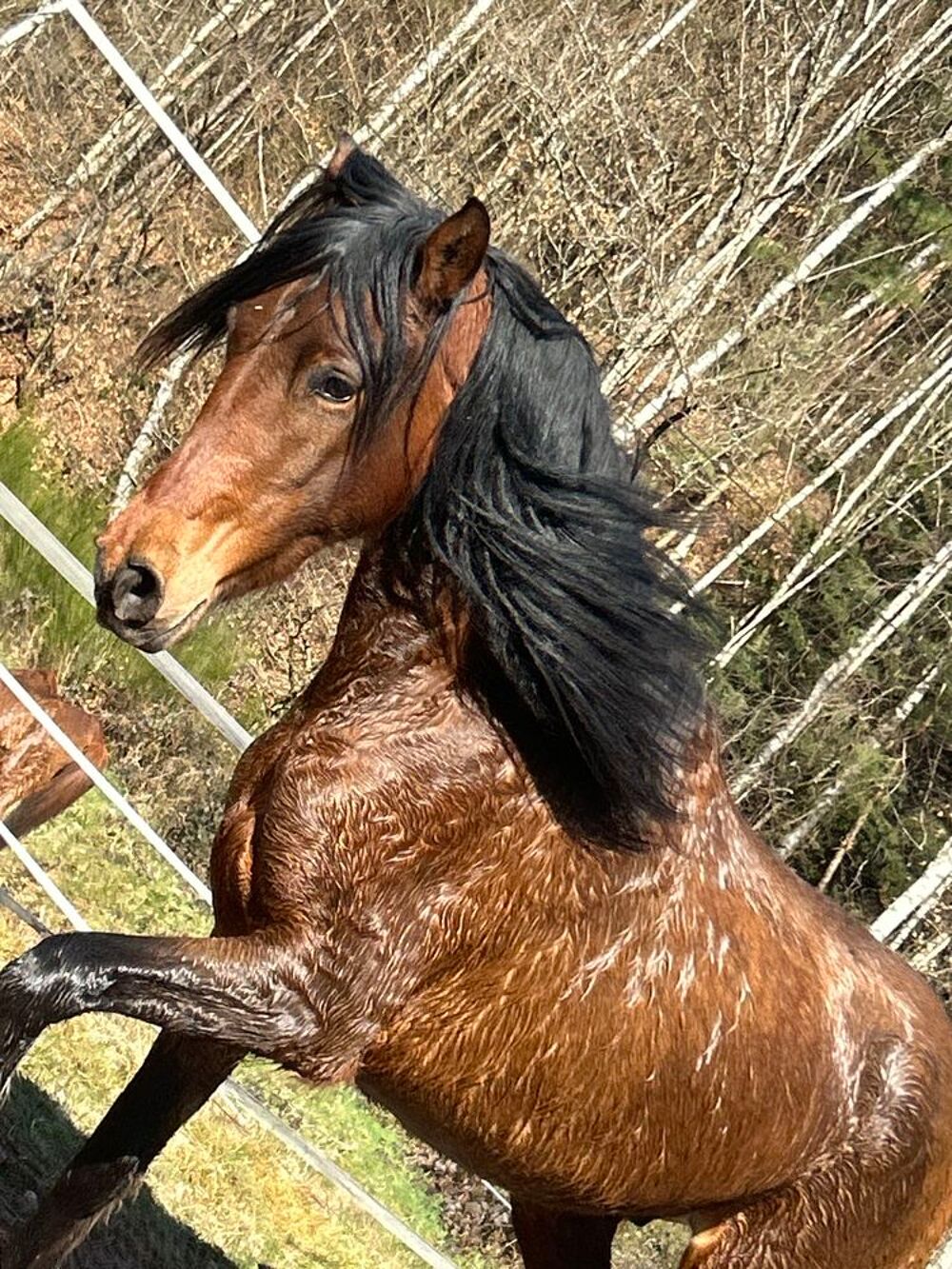 cheval &agrave; vendre Sports