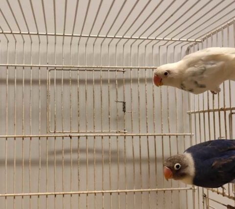 Inséparables 25 01090 Montmerle-sur-sane