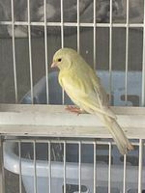  Canari 