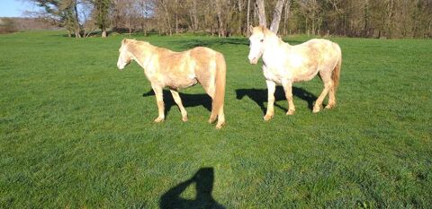 cheval entier arabe barbe 70000 chenoz-la-mline