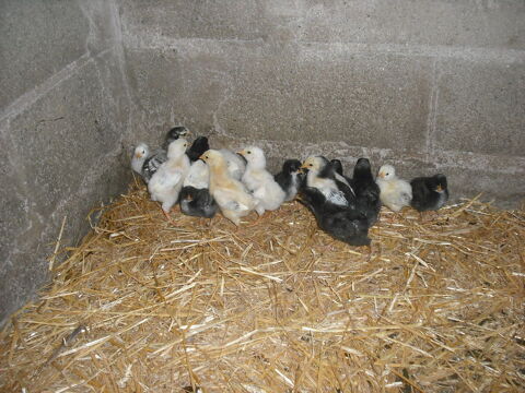 Poussins Sussex et coucou de rennes 2 40330 Amou