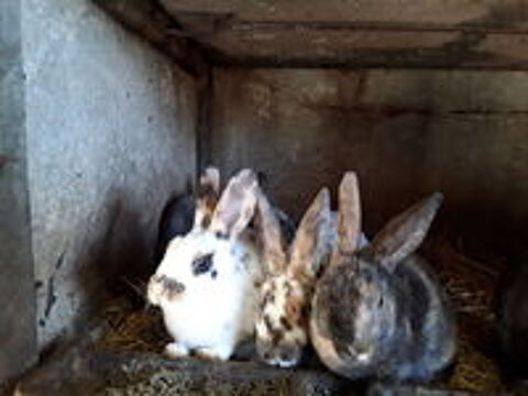   Lapins Rex  G R    et lapins nain 