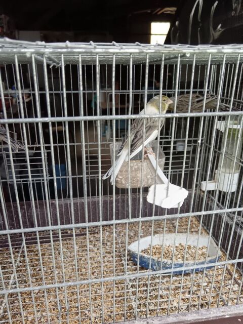 Canaris 29420 Mespaul