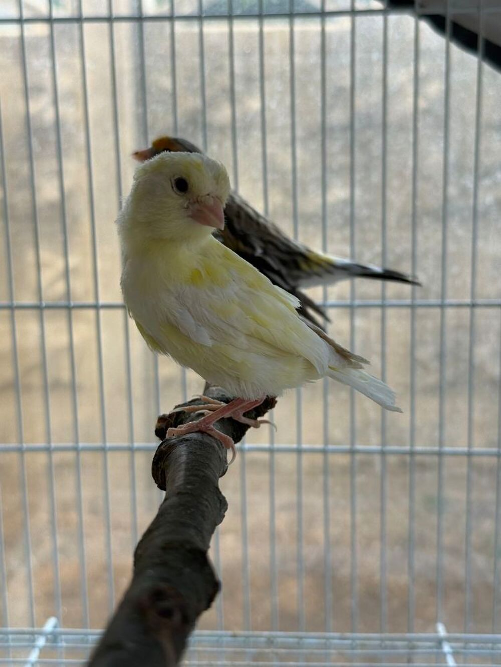   Oiseau canari/trtue 