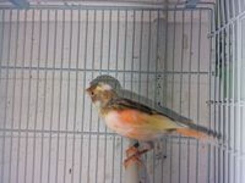   Couple canari Arlequin 