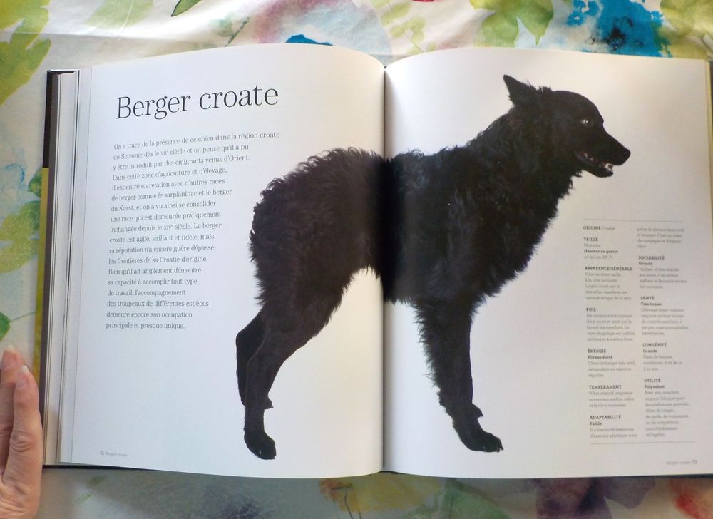 CHIENS DE BERGER Les chiens La grande encyclop&eacute;die visuelle Livres et BD