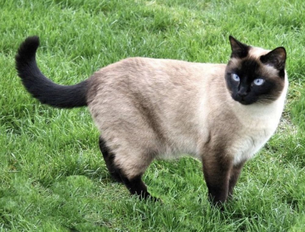   Cherche chaton siamois  