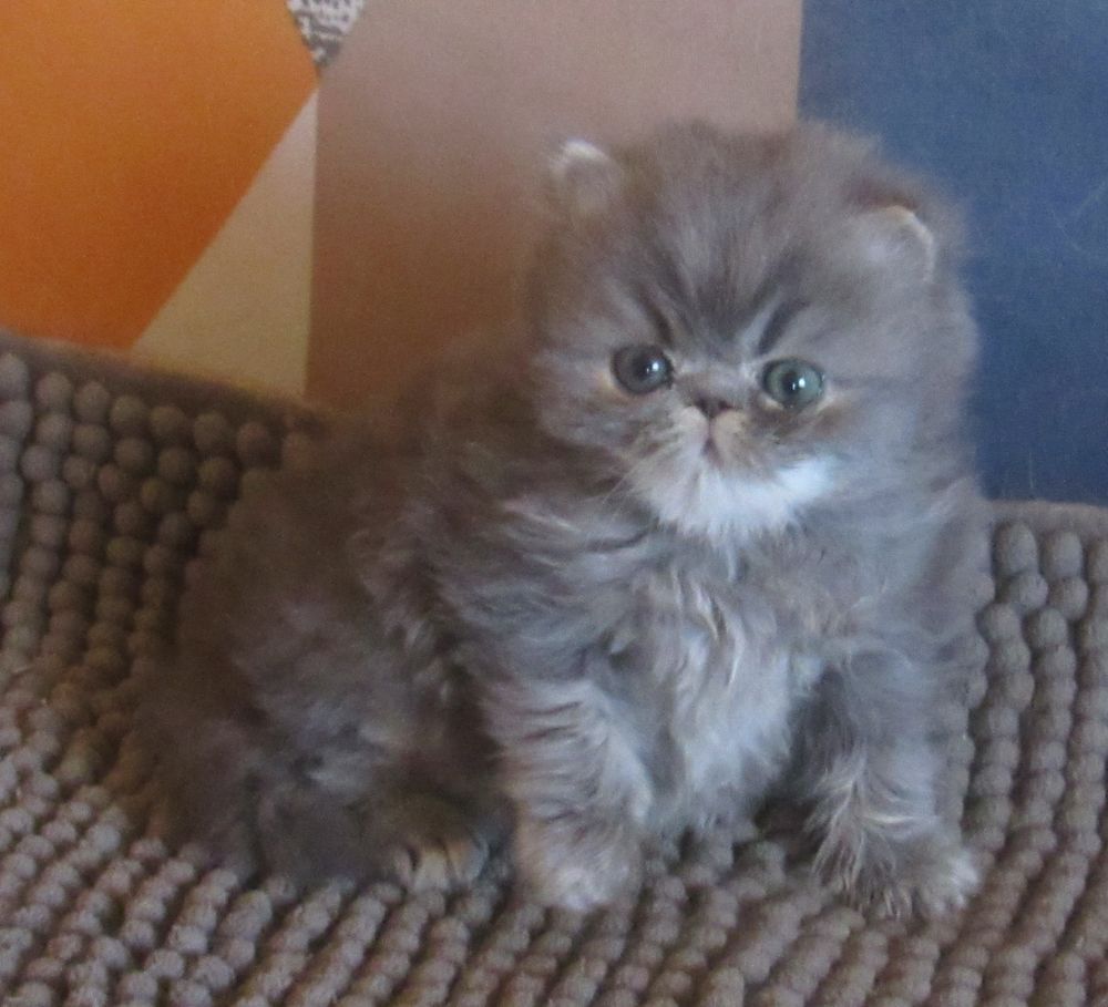   A RESERVER MAGNIFIQUE CHATON PERSAN MALE LOOF 