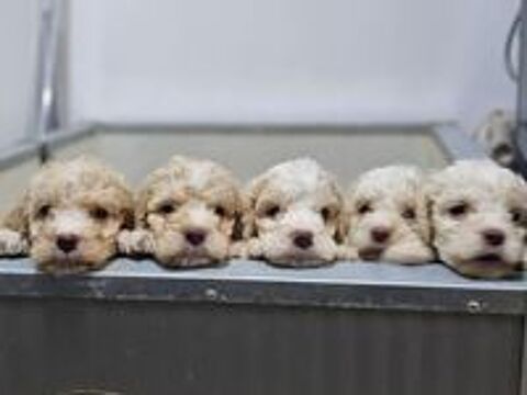   Lagotta chiots lof  