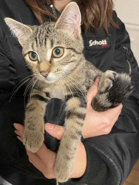 Albert est un chaton plein de personnalités.  180 75013 Paris