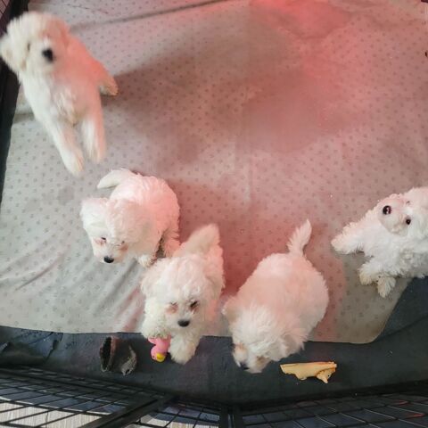 PETITS CHIOTS 650 57255 Sainte-marie-aux-chnes