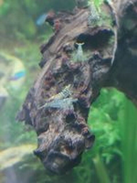   Crevettes aquarium eau douce  