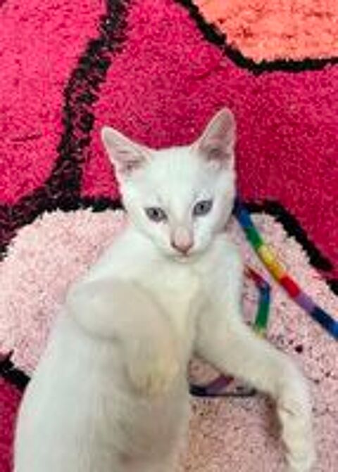   Gaspard un chaton aussi beau que gentil 