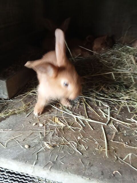 Lapin 15 50300 Avranches