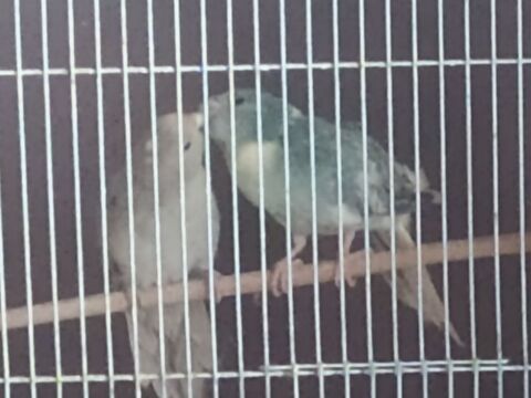 Kakariki 130 81370 Saint-sulpice