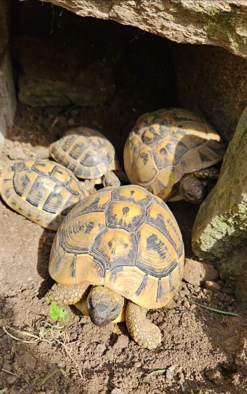 Tortue terrestre adulte femelle 13 ans 650 44000 Nantes