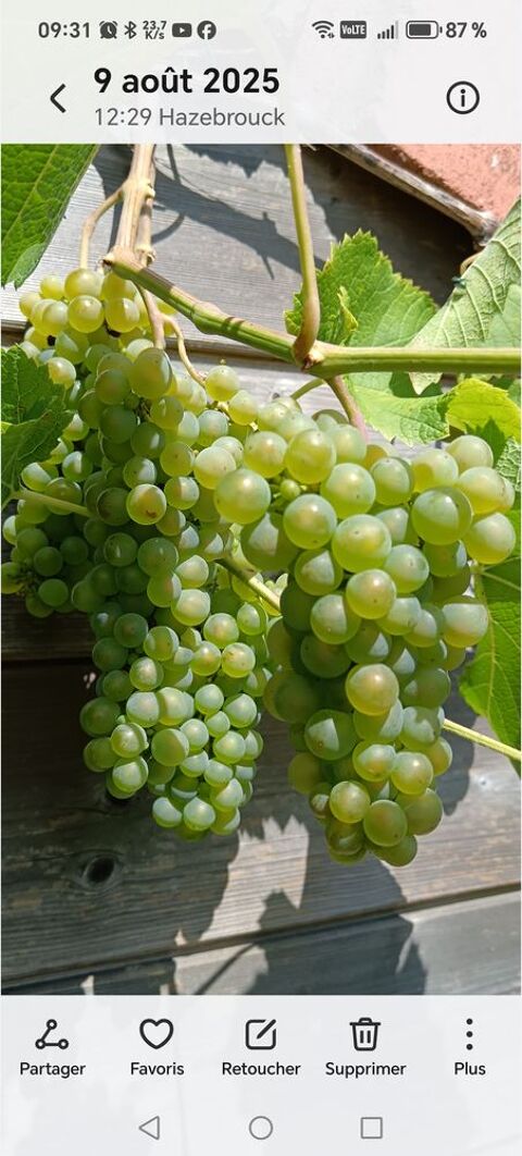 Pieds de vigne raisin blanc et noir Hazebrouck (59)