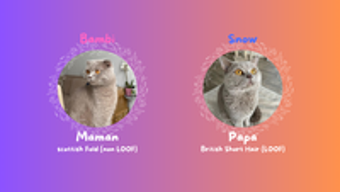   Magnifiques chatons scottish fold & straight 