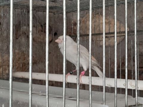 FEMELLE CANARI RAZA SATINE BLANC 35 95170 Deuil-la-barre