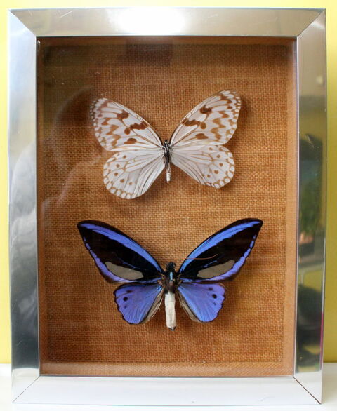Grands papillons rares vritable TROIDE ORNITHOPTERA PRIAMUS 180 Issy-les-Moulineaux (92)