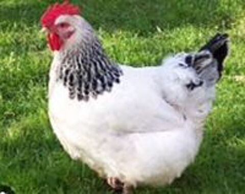   Poule sussex pondeuses 