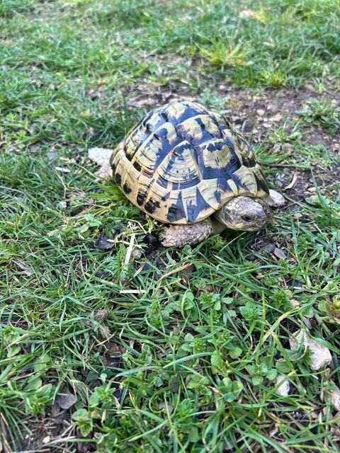 Tortue terre  1 13680 Lan�on-provence