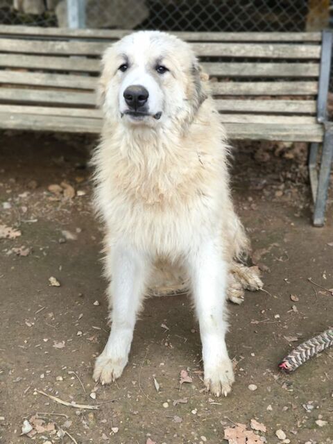 Montagne des Pyrénées dit patou 300 34130 Lansargues