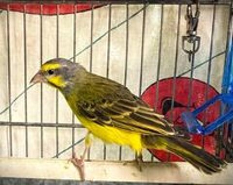   Cède 2 femelles et un mâle Serins du Mozambique. 