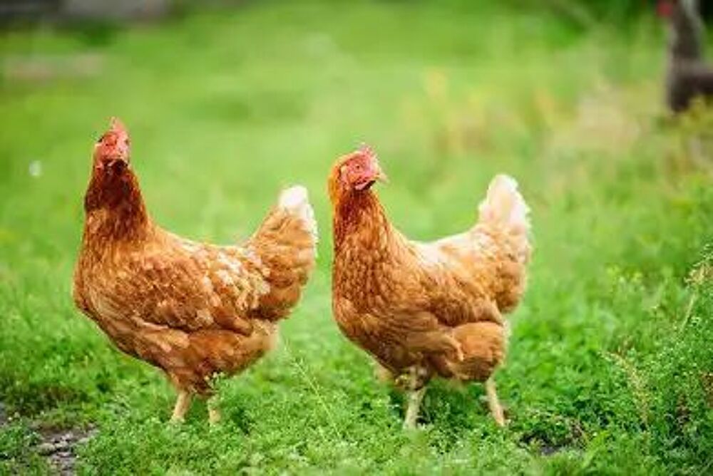   Recherche 2 ou 3 jeunes poules pondeuses  