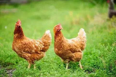 Recherche 2 ou 3 jeunes poules pondeuses 10 71270 Fretterans