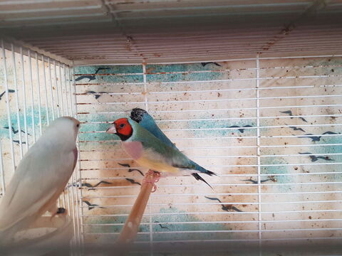   Oiseaux exotiques Diamants goulds 50 88500 Bazoilles-et-m�nil