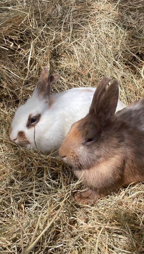 lapin t&ecirc;te de lion 25 60420 M�n�villers