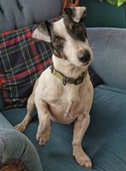   Django, adorable Jack Russel 