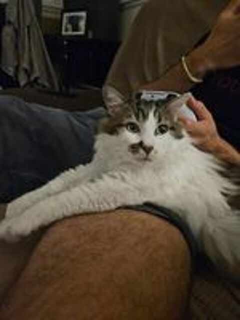   Hopper un amour de chat 