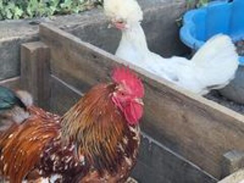   Jeune coq nain 