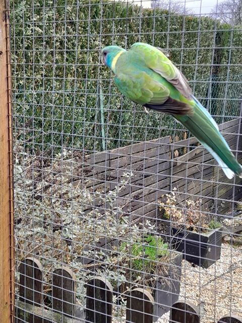 Perruche cloncurry 0 53500 Ern�e