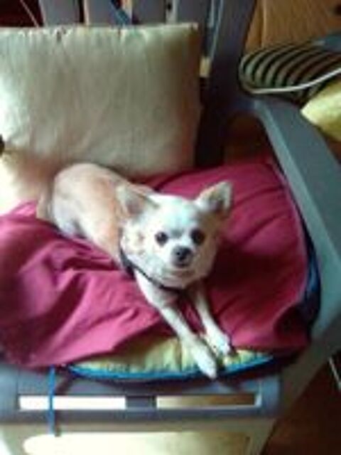   Chihuahua THEAUD Volé 