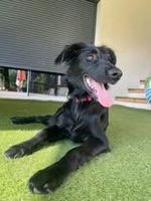   Chien BENTLEY à l adoption 