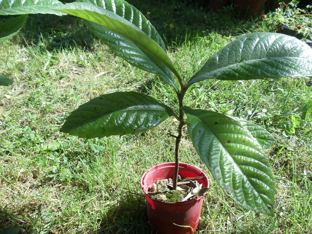 N&eacute;flier du japon Jardin