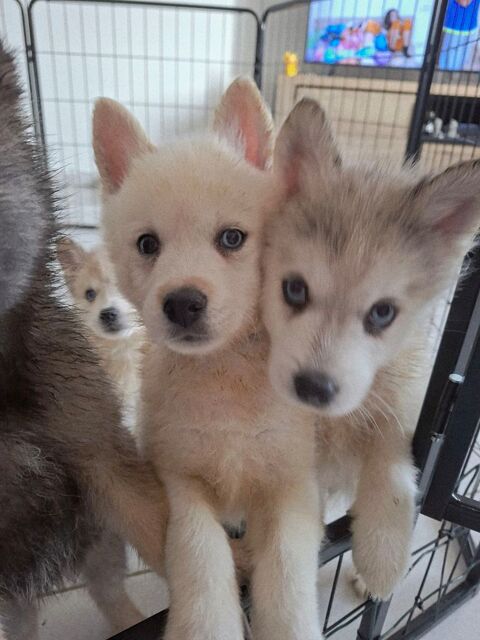 Chiots pomsky 700 88300 Mont-l�s-neufch�teau