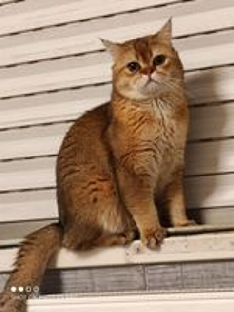   Saillie mâle type British shorthair  