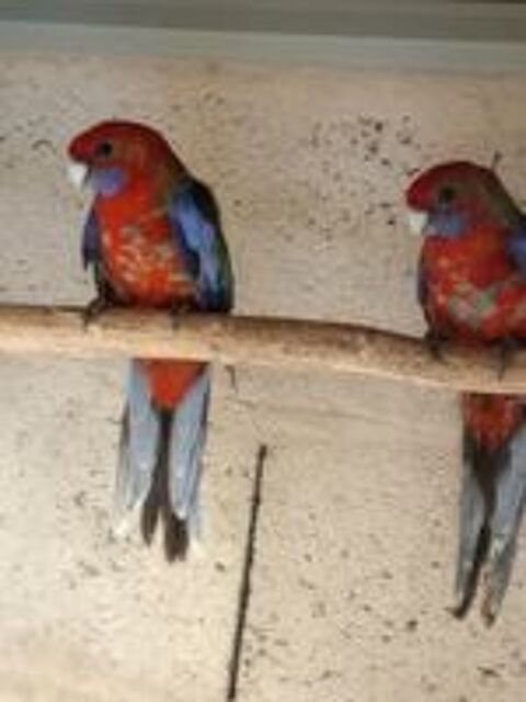   Oiseaux perruches pennant  