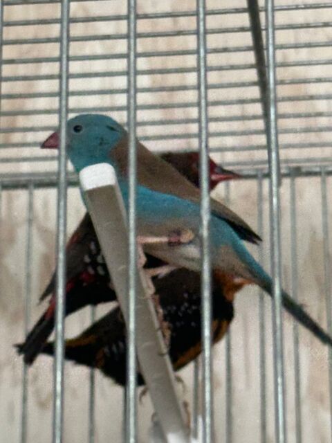 Oiseaux exotiques 80 92600 Asni�res-sur-seine