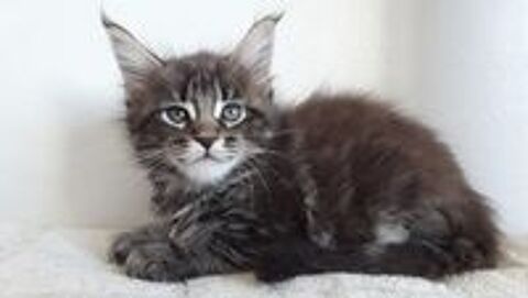   BADY CHATON FEMELLE DE RACE MAINE COON 